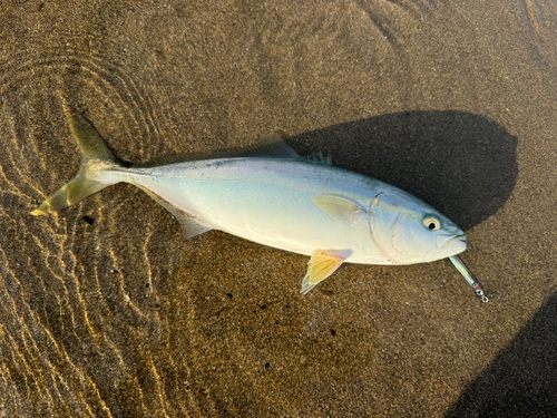 ツバスの釣果