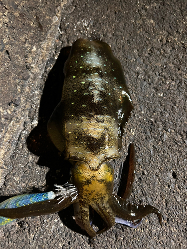 アオリイカの釣果