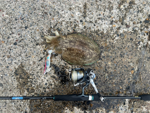 モンゴウイカの釣果