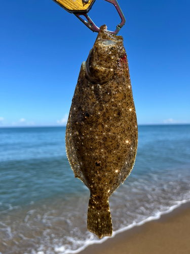 ソゲの釣果