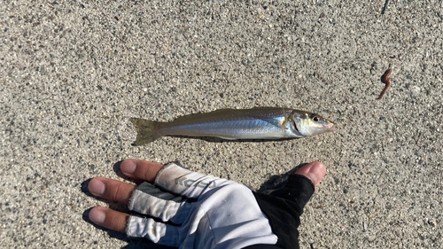 キスの釣果