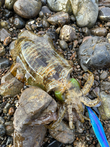 アオリイカの釣果