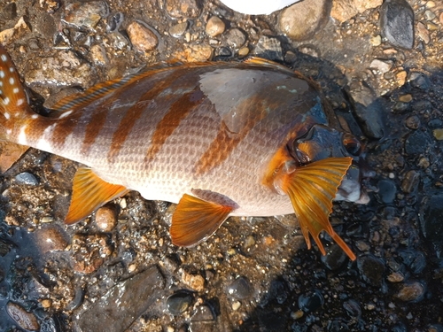 タカノハダイの釣果