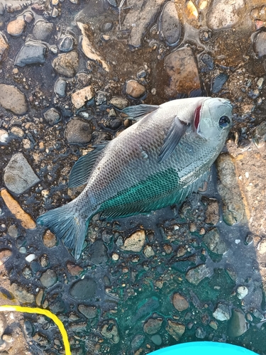 鹿島港魚釣園