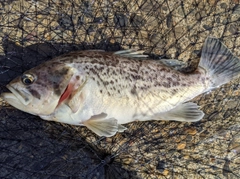 クロソイの釣果