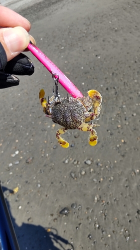 カニの釣果