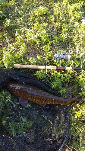 コイの釣果