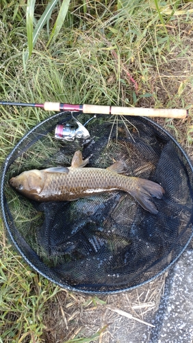 コイの釣果