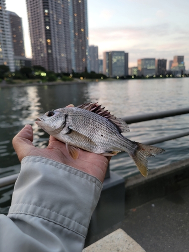 キビレの釣果