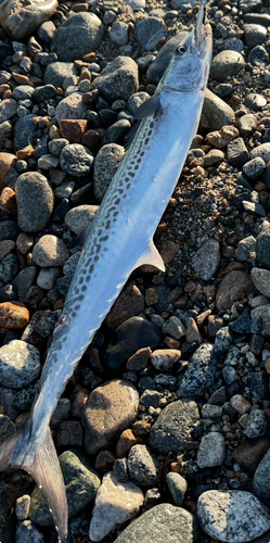 ツバスの釣果