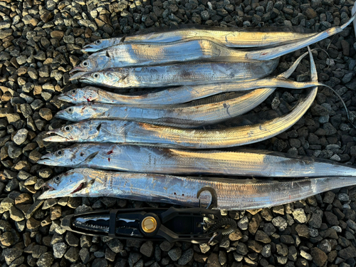 タチウオの釣果