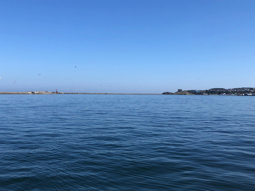 イワシの釣果