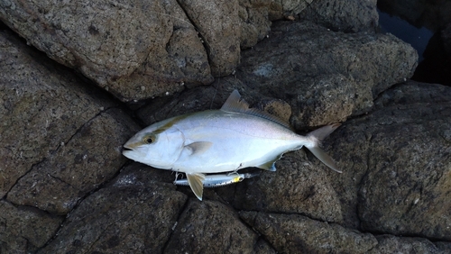 カンパチの釣果