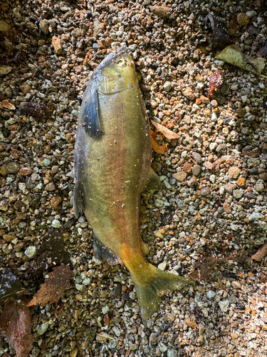 ヒメマスの釣果