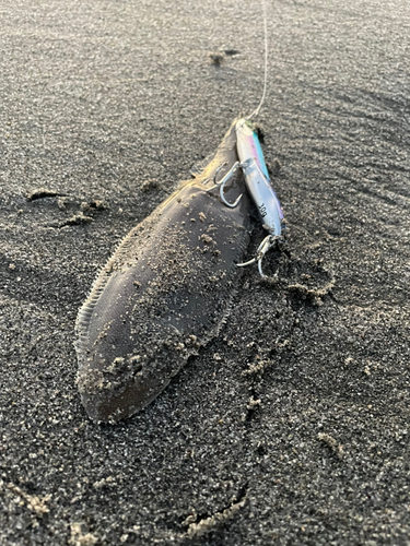 シタビラメの釣果