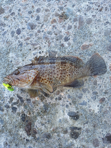 チャイロマルハタの釣果