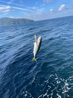 ヤズの釣果