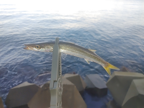 カマスの釣果