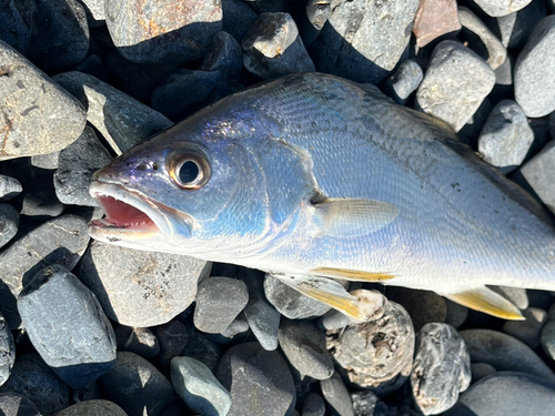 ニベの釣果