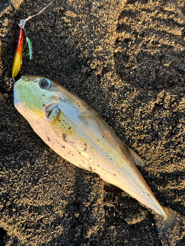 シロサバフグの釣果