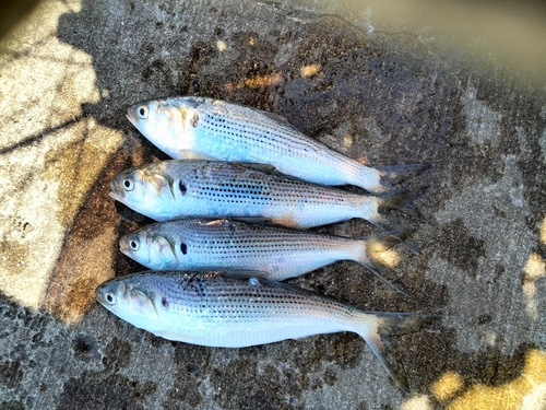 コノシロの釣果