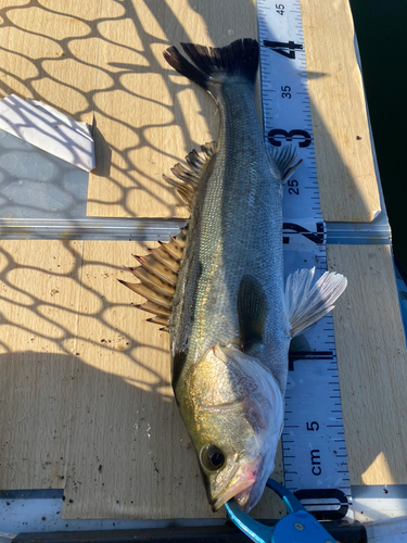 シーバスの釣果