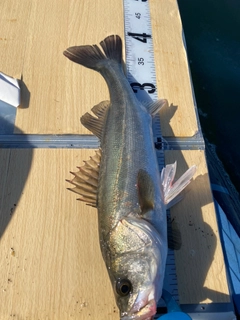 シーバスの釣果