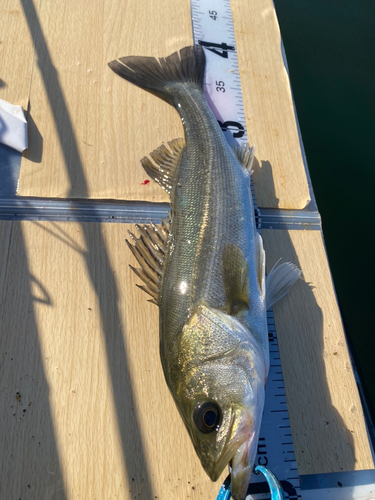 シーバスの釣果