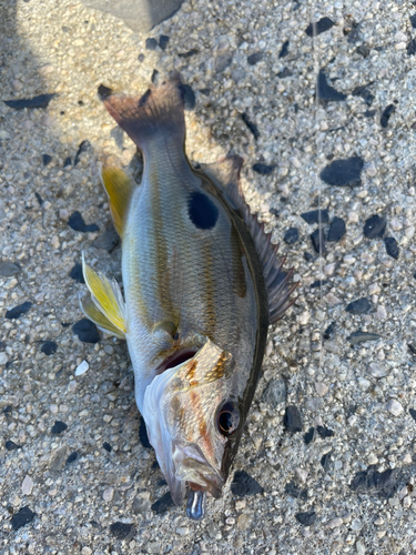 クロホシフエダイの釣果