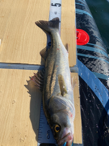 シーバスの釣果