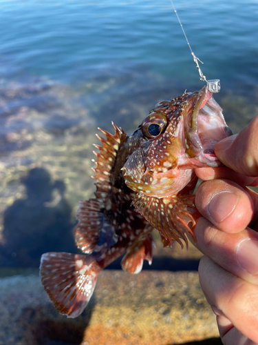 カサゴの釣果