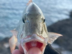 マトフエフキの釣果