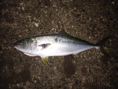 ハマチの釣果