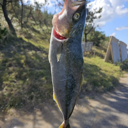 波松海岸