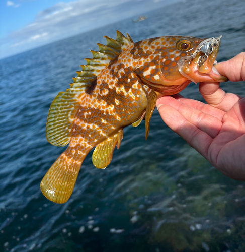 アコウの釣果