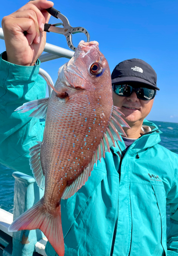 マダイの釣果