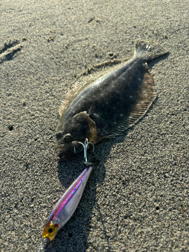 ソゲの釣果