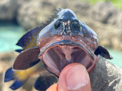 アオノメハタの釣果