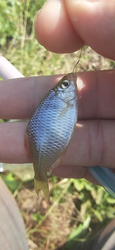 タイリクバラタナゴの釣果