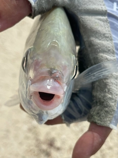 ツッパリサギの釣果