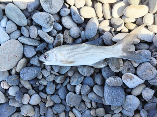 ツバメコノシロの釣果