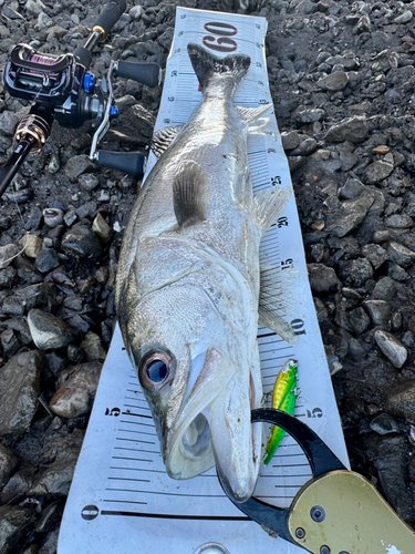 シーバスの釣果