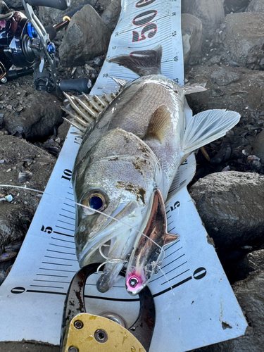 シーバスの釣果