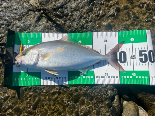 ショゴの釣果