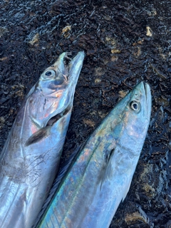 タチウオの釣果