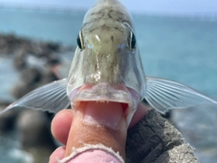 マトフエフキの釣果