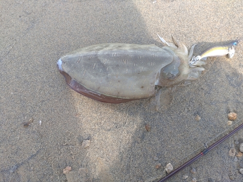 コウイカの釣果