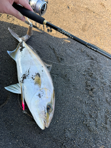 ショゴの釣果