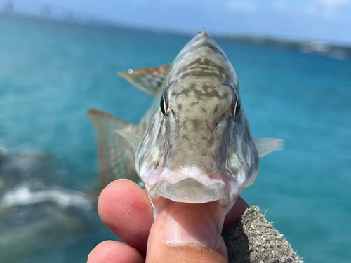 キツネフエフキの釣果