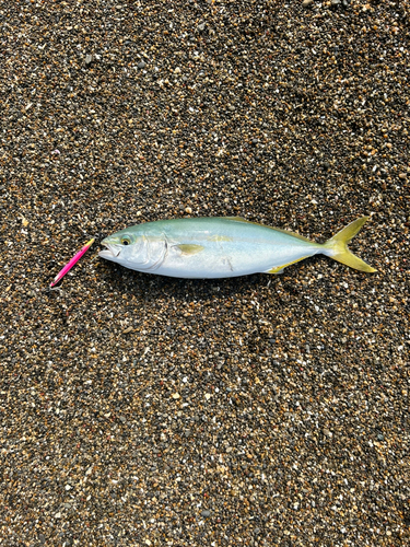 ツバスの釣果